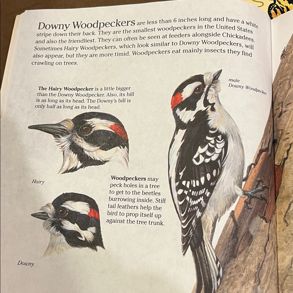 Bird and Rainforest Book Set - Picture 8 of 15